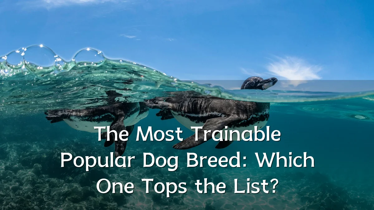 The Most Trainable Popular Dog Breed: Which One Tops the List?