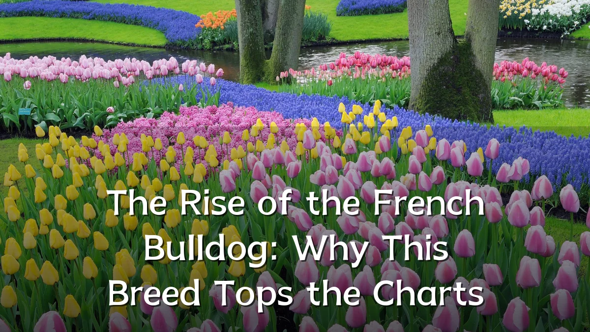 The Rise of the French Bulldog: Why This Breed Tops the Charts