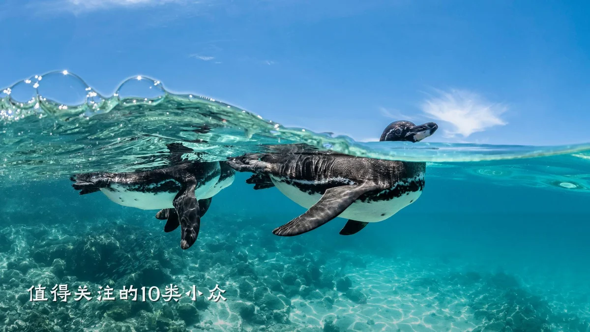 值得关注的10类小众