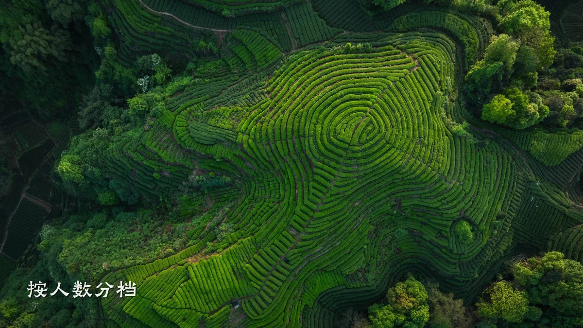 按人数分档