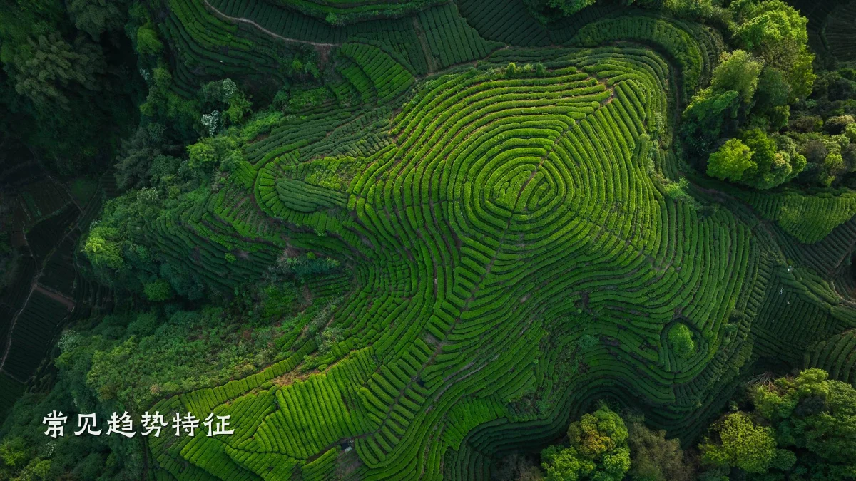 常见趋势特征