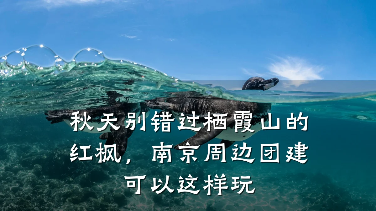 秋天别错过栖霞山的红枫,南京周边团建可以这样玩
